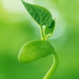 Programikonen: Green Wallpapers  Green B…