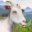 Ikon program: Goat Games 2023 Goat Sim