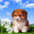 程序图标：Puppy Wallpaper