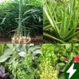 Medicinal plants: herbs bark