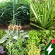 ไอคอนของโปรแกรม: Medicinal plants: herbs b…