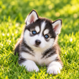 プログラムのアイコン：Husky puppies Wallpapers