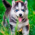 プログラムのアイコン：Husky puppies Wallpapers