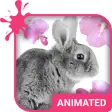 Cute Bunny Wallpaper Theme