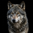 Icon of program: Appp.io - Wolf Sounds