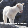 Programikonen: Belajar ternak kambing