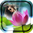 Programikonen: Lotus Photo Frame