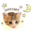 程序图标：Cats stickers for whatasp…