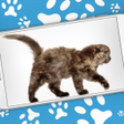プログラムのアイコン：Cat Walks in Phone Cute J…