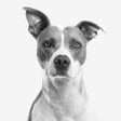 Programikonen: My Dog App - Care my Dog