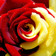 程序图标：Rosa Live Wallpaper