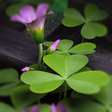 程序图标：3D Flowers Live Wallpaper…