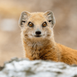 Ikona programu: Mongoose sounds