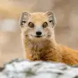 Mongoose sounds