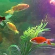 プログラムのアイコン：Aquarium Fish Live Wallpa…