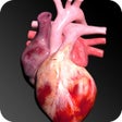 Icon of program: Circulatory System 3D Anatomy