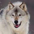Programikonen: Wolf Wallpapers