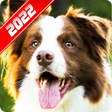 プログラムのアイコン：Border Collie Wallpaper