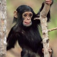程序图标：Monkey Wallpaper