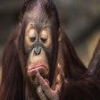 Symbol des Programms: Monkey Wallpaper