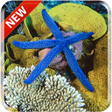 Programikonen: Starfish 3D Free Live Wal…