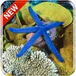 Starfish 3D Free Live Wallpape
