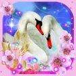 プログラムのアイコン：Swans Songs live wallpape…