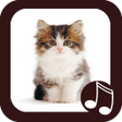 Programikonen: Cat Meow Real Sounds