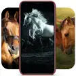Horse Wallpapers HD  Horses