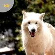Programikonen: Wolf Sounds - Wolf Howls …