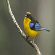 Programikonen: Kanarienvogel Klingeltöne