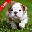 Icon of program: Pitbull Pup Wallpaper HD