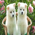 Иконка программы: Dogs And Puppies New Tab …