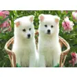 Dogs And Puppies New Tab Page