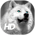 Иконка программы: Wolf Wallpaper