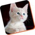 ไอคอนของโปรแกรม: cat training guide app