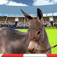Ícone do programa: Jumping Donkeys Champions…