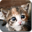 程序图标：Cat and Kitten Sounds