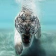Programın simgesi: Cool Animals HD Wallpaper…