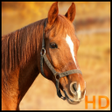 プログラムのアイコン：horse pictures