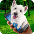 程序图标：Virtual dog in phone