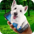 Virtual dog in phone