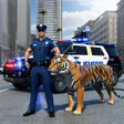 Icon of program: Police Tiger Chase Simula…