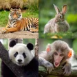 プログラムのアイコン：Wild Animal Hd Wallpaper