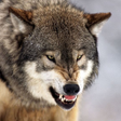 Programikonen: Wolf Wallpapers