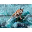Lynx Animal Wallpapers New Tab
