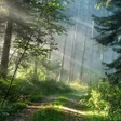 Programikonen: Forest Live Wallpaper