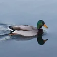 Programikonen: Duck Calls