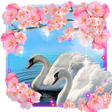 Иконка программы: Spring Swans Love live wa…