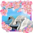 Spring Swans Love live wallpaper